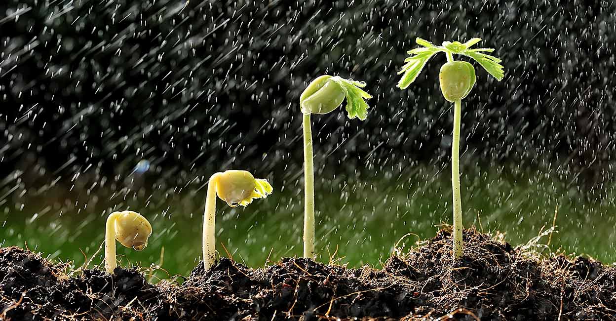 ചപ്പുചവറുകള്‍ നൽകും ജൈവാംശം; മണ്ണൊരുക്കാം, കോടിക്കണക്കിന് ലീറ്റർ വെള്ളം സംഭരിക്കാം